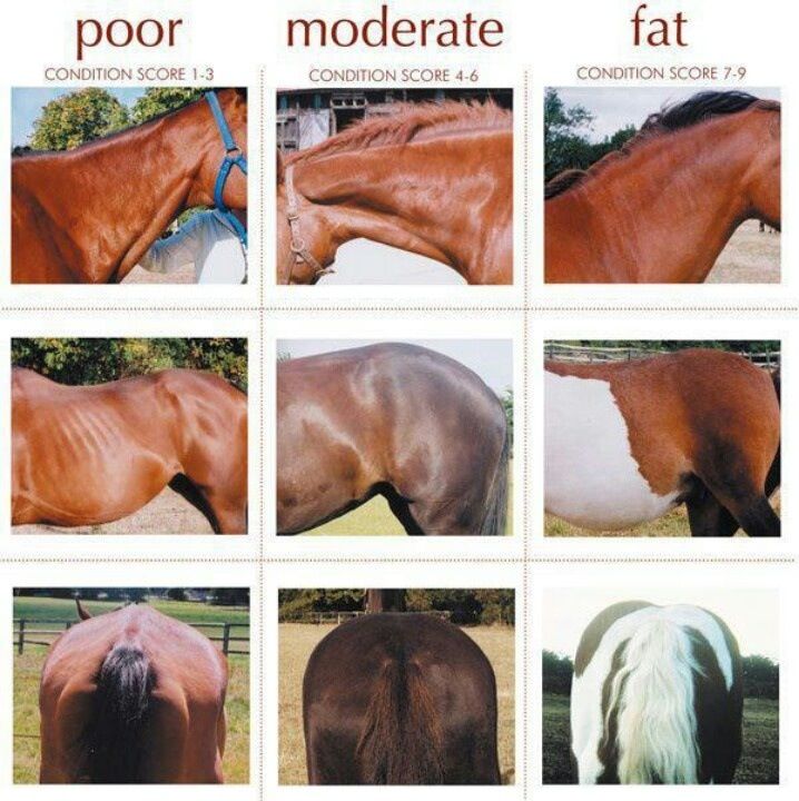 Comparación fotográfica BCS: Poor (1-3) / Moderate (4-6) / Fat (7-9)